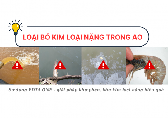 LOẠI BỎ KIM LOẠI NẶNG TRONG AO