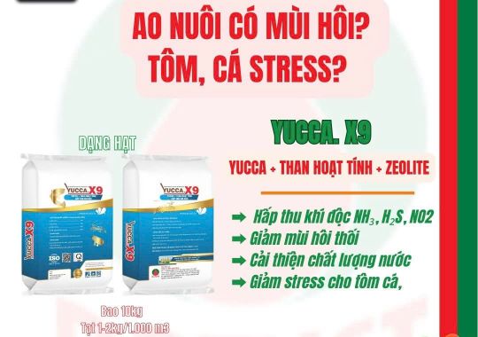 YUCCA X9 - Xử lý khí độc NH₃, H₂S, NO₂  - Giúp tôm cá khỏe mạnh, ao sạch!