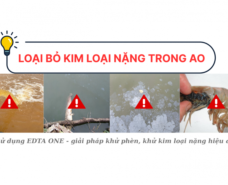 LOẠI BỎ KIM LOẠI NẶNG TRONG AO